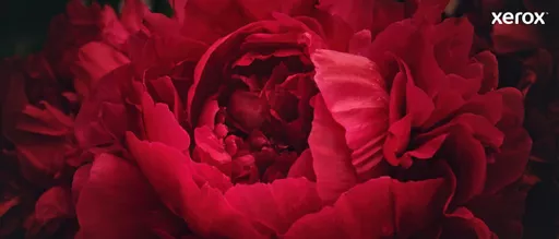 8Z37XyDcNkifePiPVVZvZg.c-r.jpg?