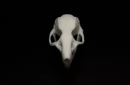 Rat 3.jpg