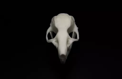 Rat 3.jpg