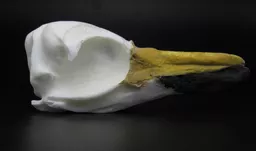 Penguin 1.jpg