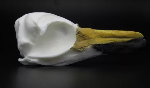 Penguin 1.jpg