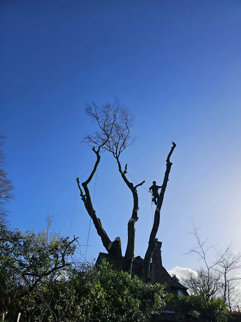 Expert Tree Removal in Tight Spaces