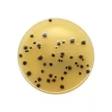 Kanamycin Aesculin Azide Agar (KAA Agar), Syrup