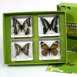 E4109  Butterflies-1.jpg