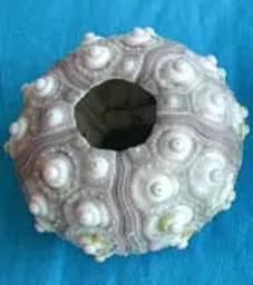 https://starbek-static.myshopblocks.com/images/tmp/se_180_sputnik1.5.jpg