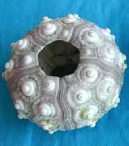 https://starbek-static.myshopblocks.com/images/tmp/se_180_sputnik1.5.jpg