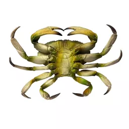 Plastic Crab 3.jpg