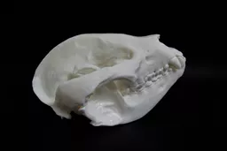 Panda 1.jpg