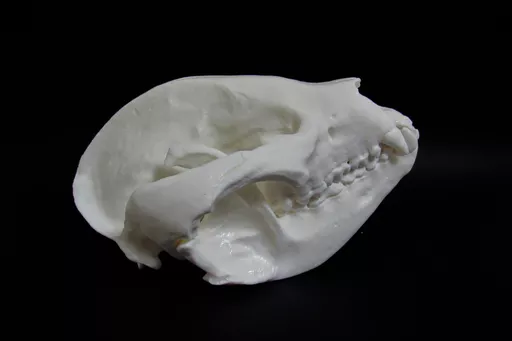 Panda 1.jpg