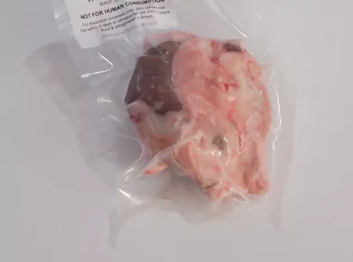 PF-020_Sheep_Kidney_58.png