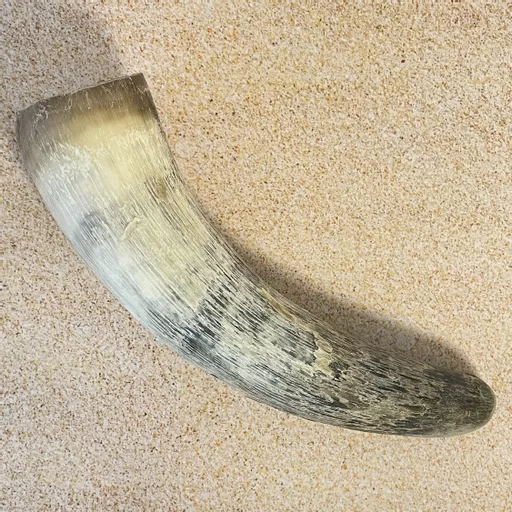 Natural Cow Horn.jpg