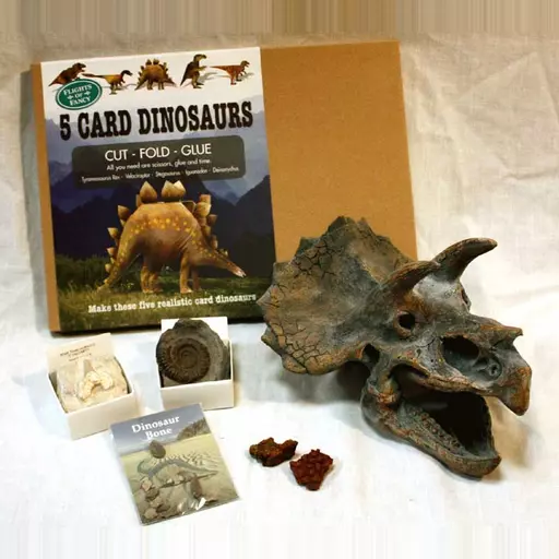 Fossils Bargain Box