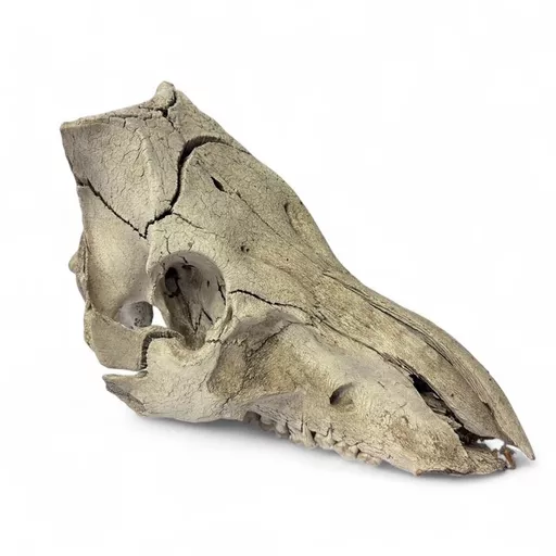 sheep skull 2.jpg