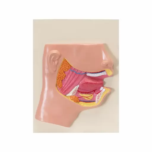 HUMAN MOUTH MODEL