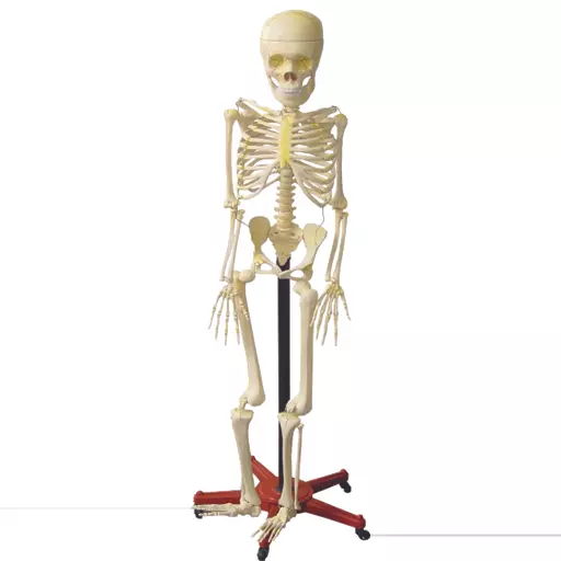 Human Skeleton With Stand (height 5 foot)