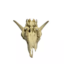 sheep skull (1).jpg