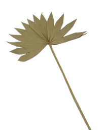 Sun Spears 2.png