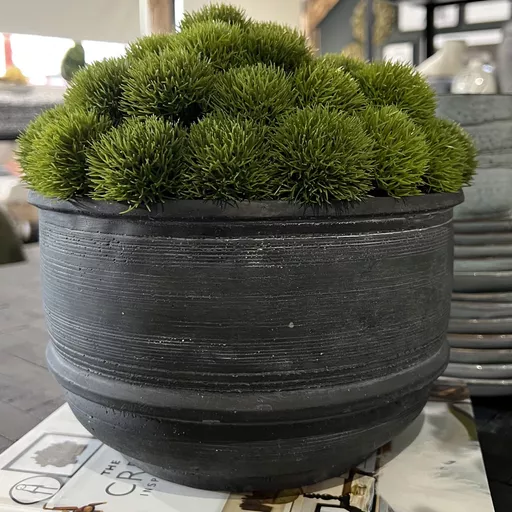 Green Dianthus In Grey Rustic Pot