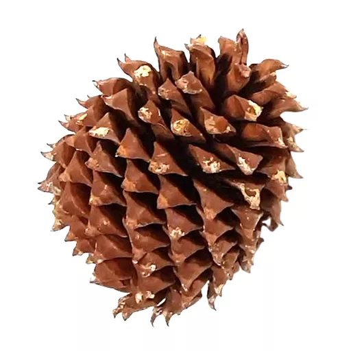 Coulter Pine Cone