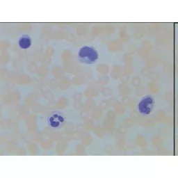 FINHC1006566.png