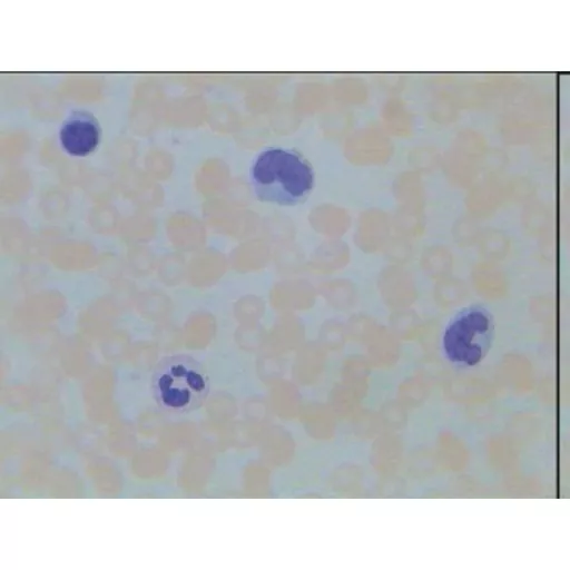 Philip Harris Prepared Microscope Slide - Liver (Injected Section)