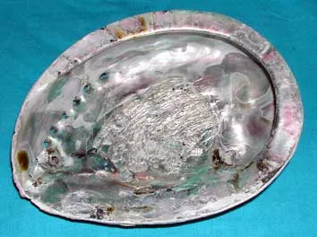 Medium Abalone