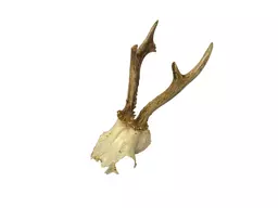 Roe Deer Skull.jpg