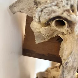 Antelope Skull 6.jpg