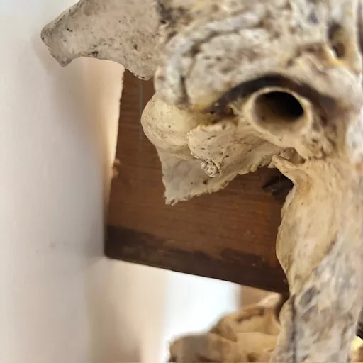 Antelope Skull 6.jpg