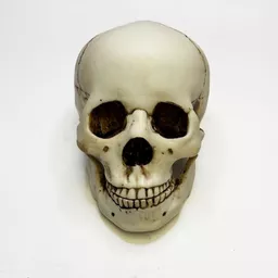 Skull 1.jpg