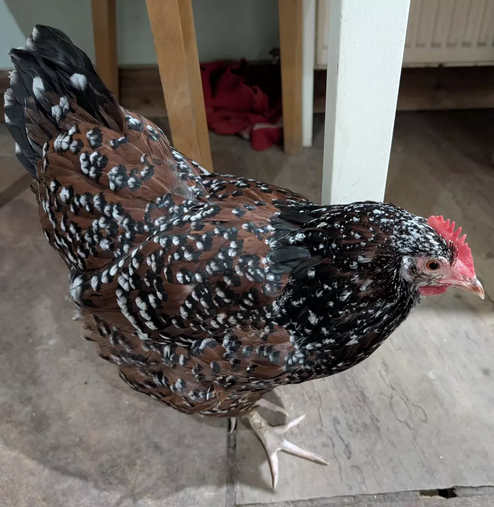 Gertrude - Speckled Sussex Chicken