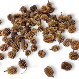 Casurina Cones.jpg