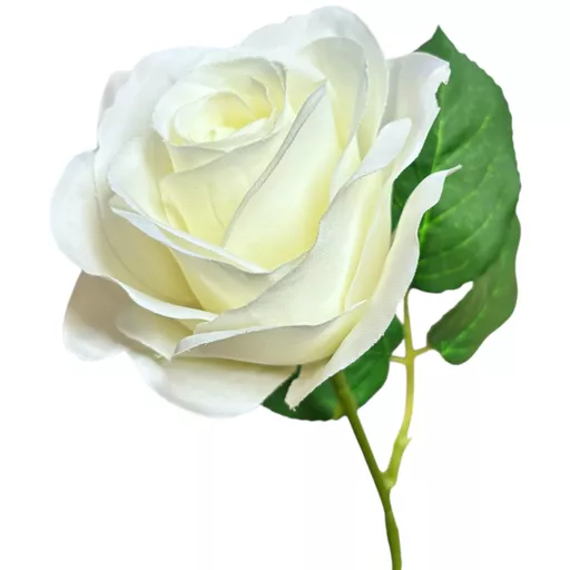 White Rose 1.jpg