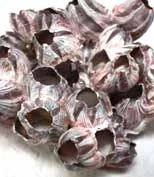 Large Barnacles