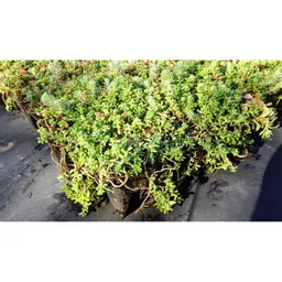 Mr Green Sedum Roof Tray side view.jpg