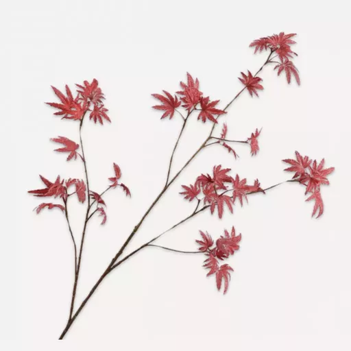 Red Maple Spray Branches