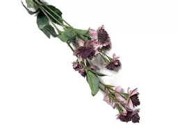 astrantia mauve.jpg