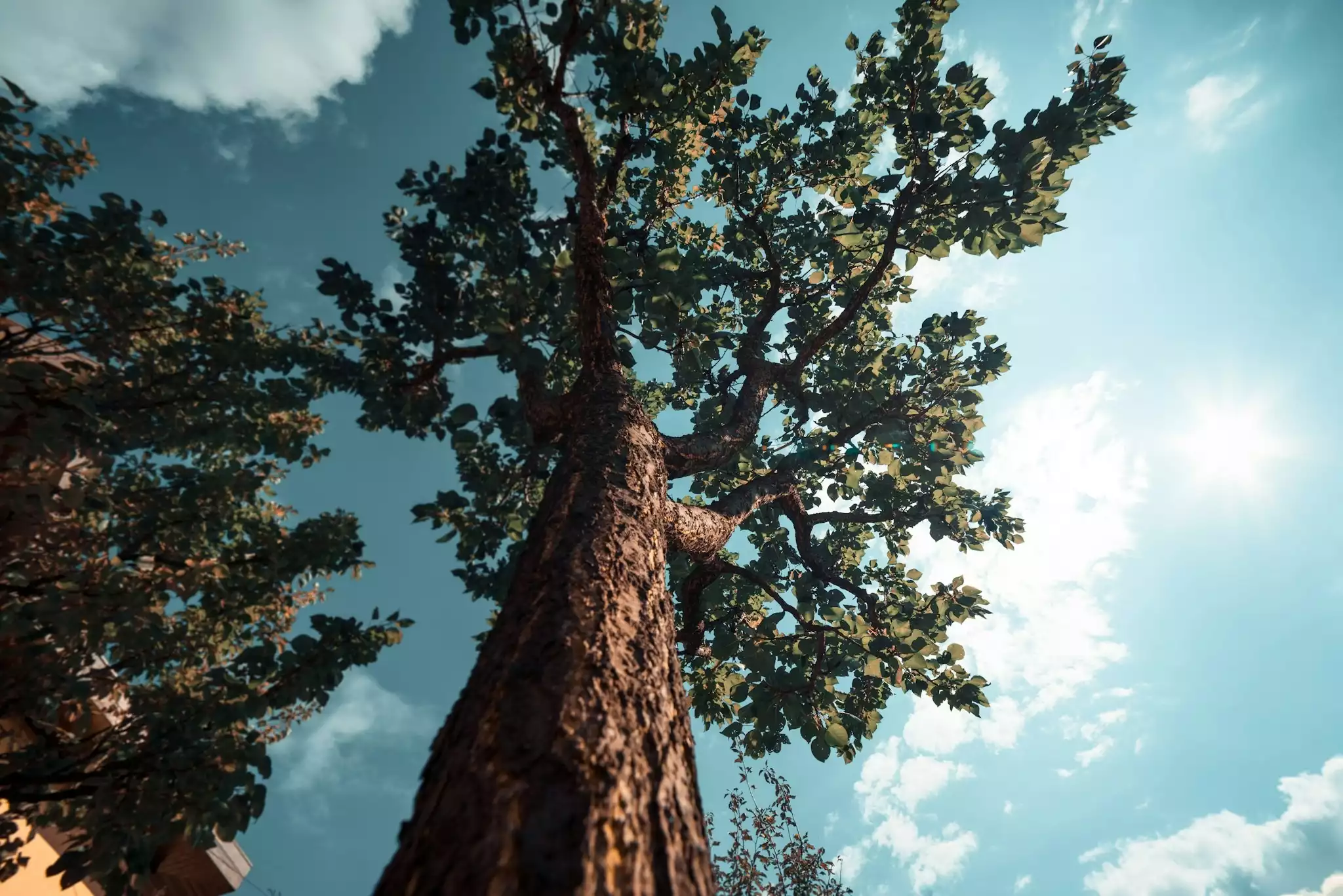 tree