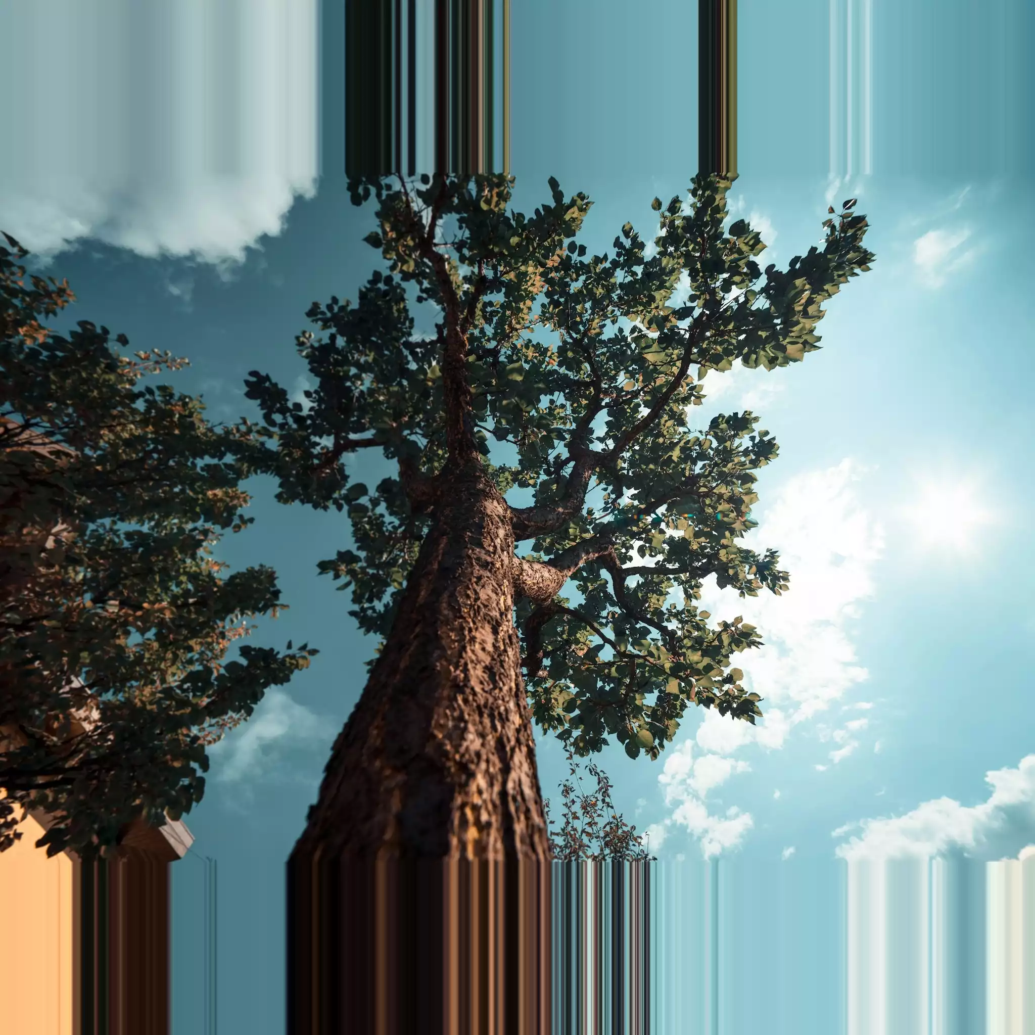 tree