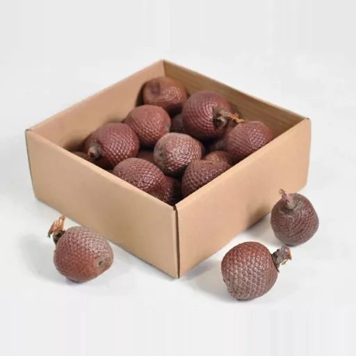 Selvagem Seed Pods x 5
