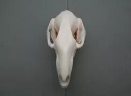 Wallaby 4.jpg