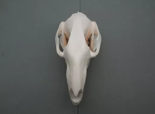 Wallaby 4.jpg