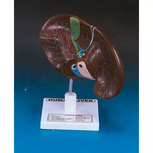Human Liver With Gall Bladder