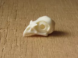 Kestrel Skull.jpg