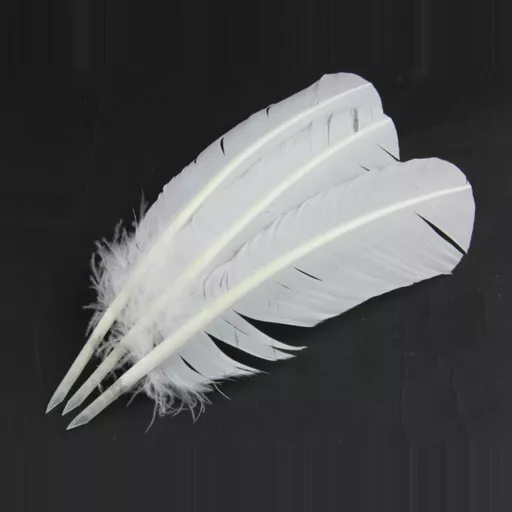 Turkey Feather Quill (Pack of 5)