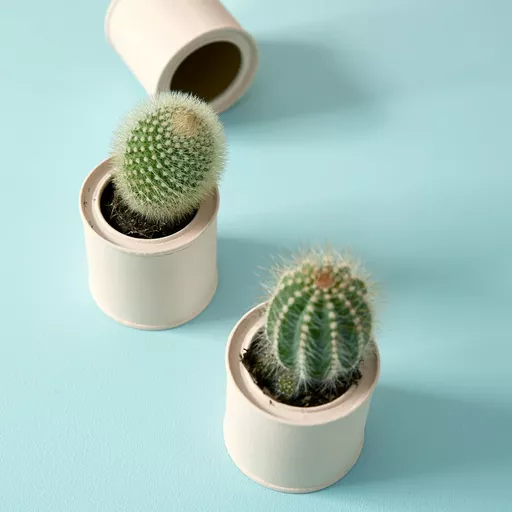 milk jug cacti.webp