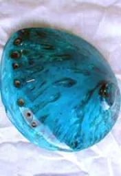 https://starbek-static.myshopblocks.com/images/tmp/se_186_pol_abalone.jpg