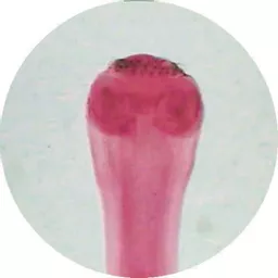 FINHC1006430.png