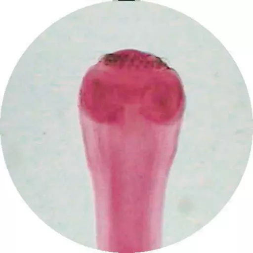 FINHC1006430.png