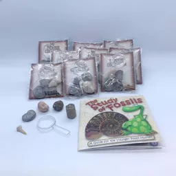fossils collection.jpg